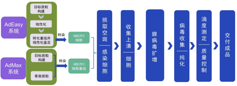 TargetMol | 腺病毒包装服务