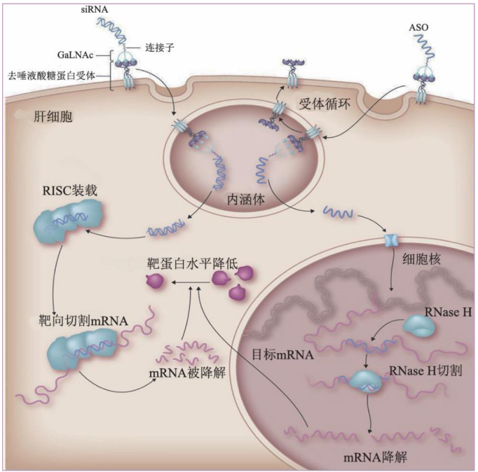 TargetMol | 特色定制服务平台 | 寡核苷酸合成