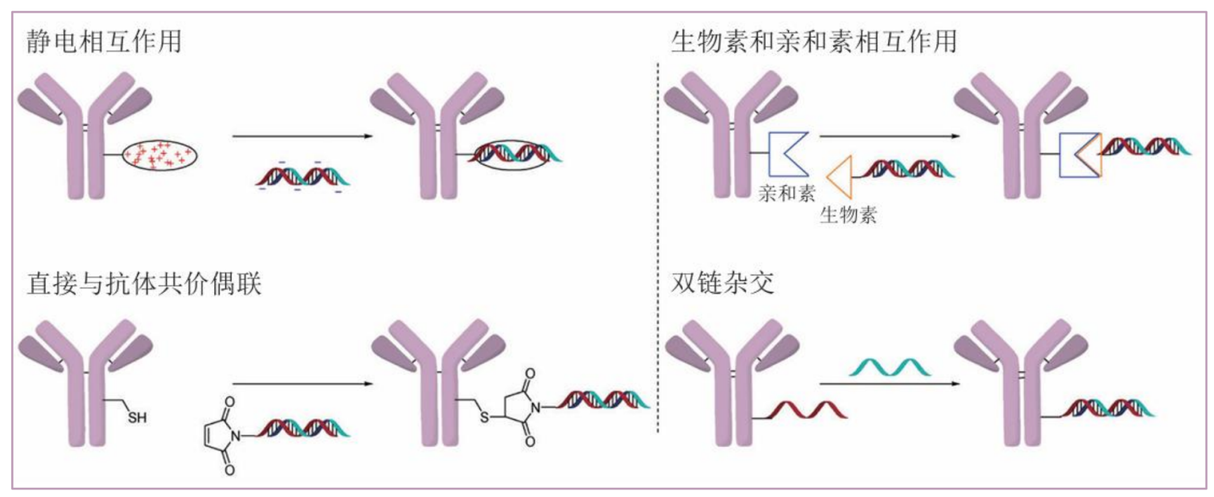 TargetMol | 特色定制服务平台 | 寡核苷酸合成