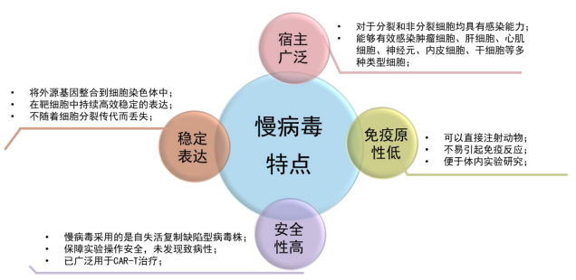 TargetMol | 特色定制服务平台 | 慢病毒包装服务 | 慢病毒感染细胞的过程