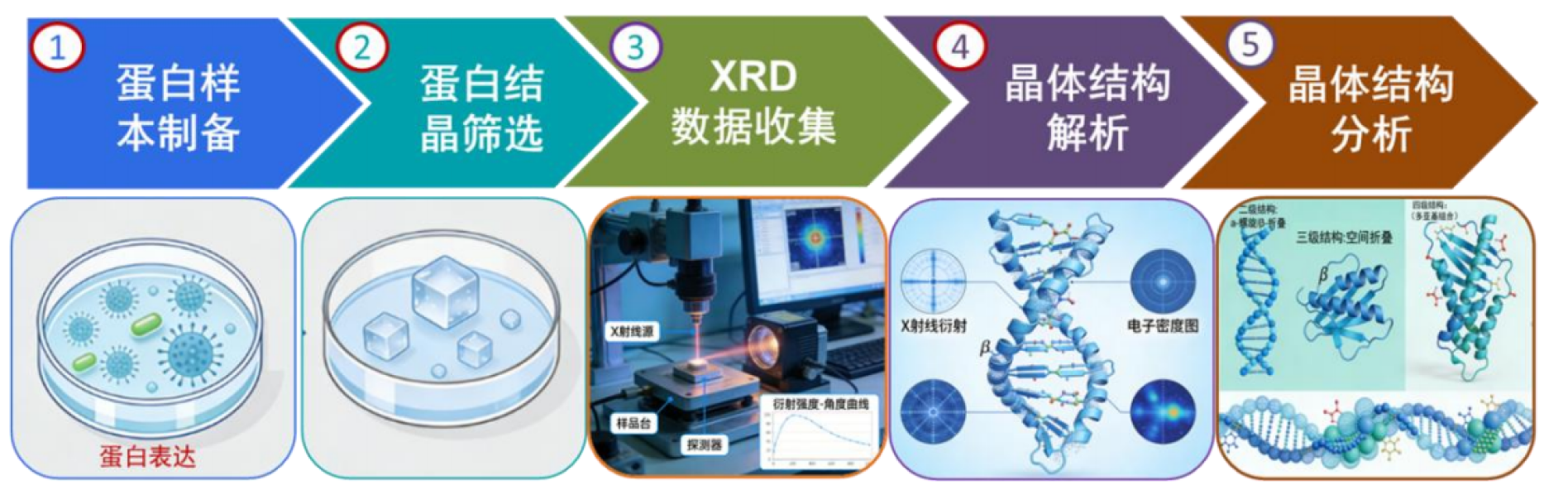 TargetMol | 特色定制服务平台 | 蛋白晶体结构解析服务 | X 射线晶体衍射技术解析蛋白晶体结构流程