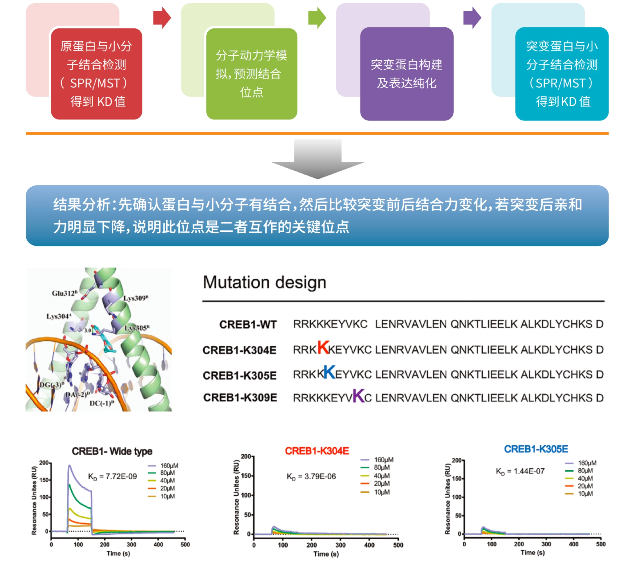 TargetMol | HTS药物发现平台 | A分子互作检测 | 点突变试验